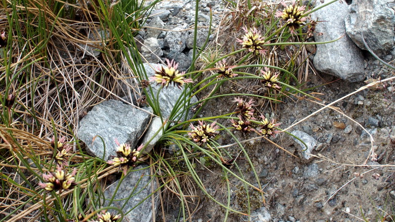 erba da determ. - cfr. Juncus jacquinii